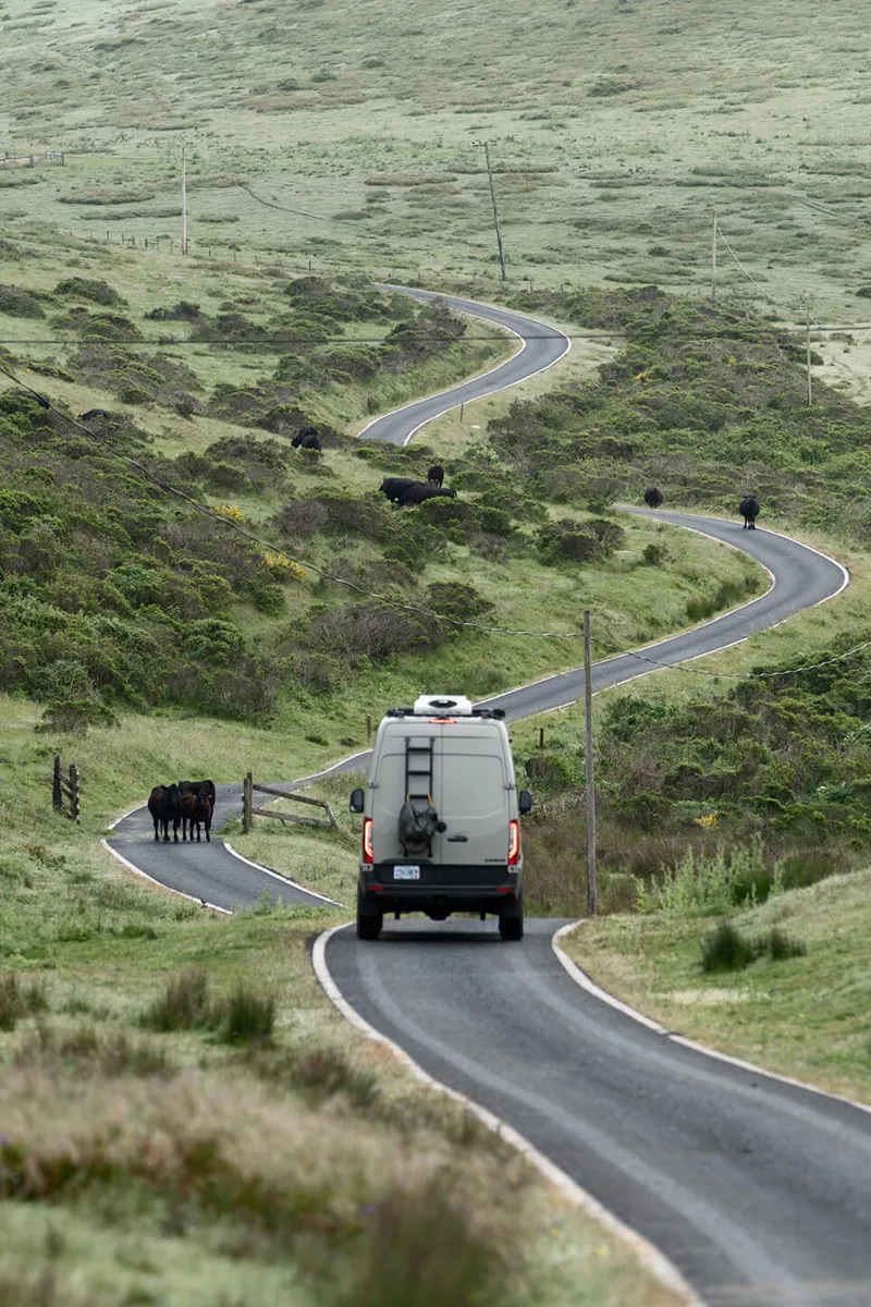 Mill_Valley_OutsideVan_PointReyes_PacificCoastHighway_Cows